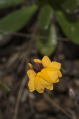 Goodenia trinervis