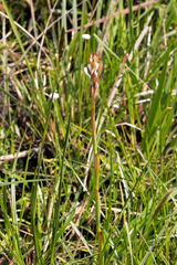 Satyrium longicauda