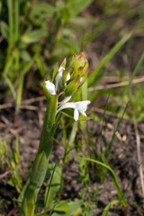 Satyrium longicauda