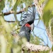 Australian Palm Cockatoo - Photo (c) Tom Hunt, some rights reserved (CC BY-NC), uploaded by Tom Hunt