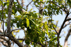 Searsia chirindensis