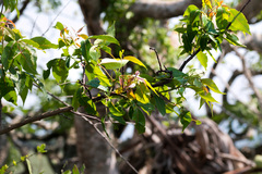 Searsia chirindensis