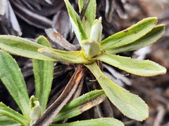 Celmisia angustifolia