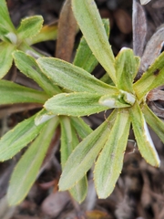 Celmisia angustifolia