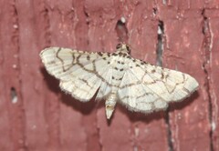 Hileithia rehamalis