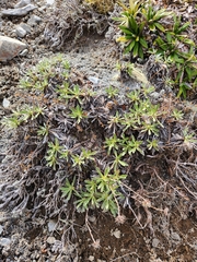 Celmisia angustifolia