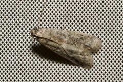 Ephestia elutella