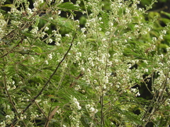 Acaciella