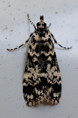 Scoparia exhibitalis