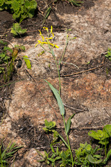Senecio adnatus