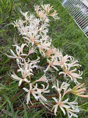 Lycoris radiata
