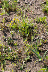 Senecio bupleuroides
