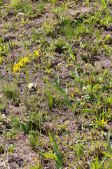 Senecio bupleuroides