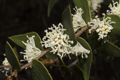Hakea hastata