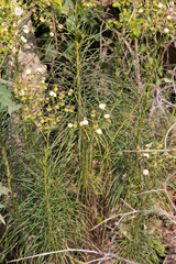 Senecio chrysocoma