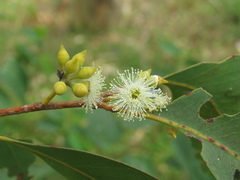 Eucalyptus carnea