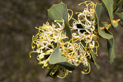 Hakea prostrata