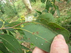 Eucalyptus carnea