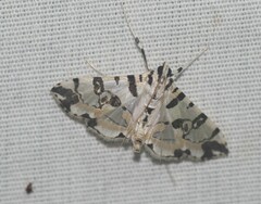 Conchylodes salamisalis