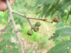 Eucalyptus carnea