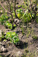 Senecio oxyriifolius