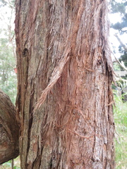 Eucalyptus carnea
