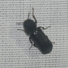 Amphicerus