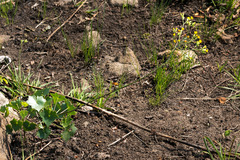 Senecio oxyriifolius