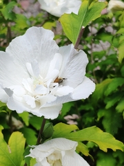 Apoidea