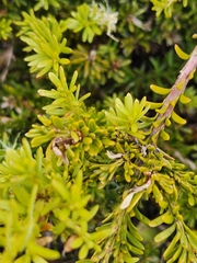 Podocarpus nivalis