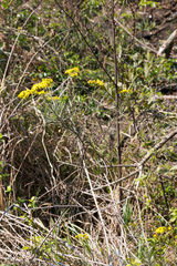 Senecio polyanthemoides