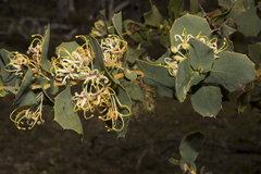 Hakea prostrata