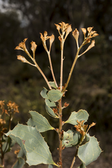 Hakea undulata