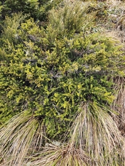 Podocarpus nivalis
