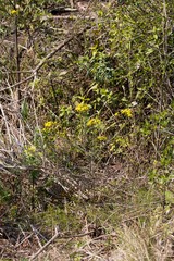 Senecio polyanthemoides