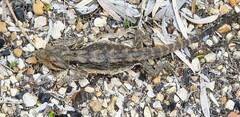 Pogona barbata