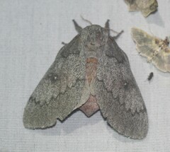 Syssphinx heiligbrodti