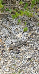Pogona barbata