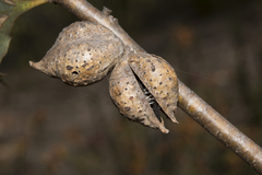 Hakea undulata