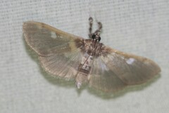 Apilocrocis brumalis