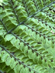 Diplazium sandwichianum