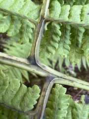 Diplazium sandwichianum