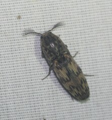 Pherhimius fascicularis