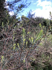 Hakea nodosa