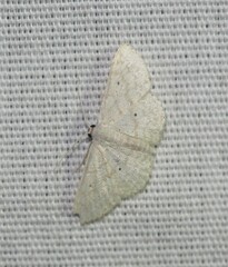 Scopula benitaria