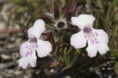 Hemiandra pungens