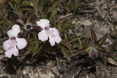 Hemiandra pungens