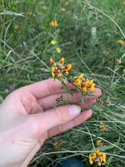 Pultenaea paleacea