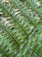 Diplazium sandwichianum
