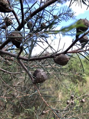 Hakea nodosa